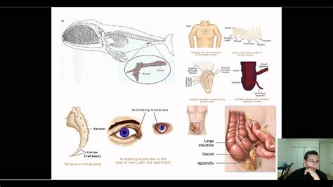 Evidence Of Evolution Part 3 Anatomy Vestigial And Mosaic Structures