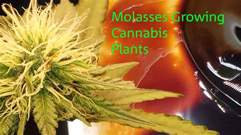 How To Use Molasses Growing Cannabis Plants