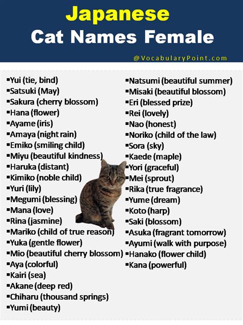 Japanese Cat Names (Funny, Cute and Kitten) - Vocabulary Point