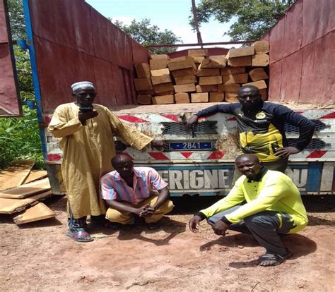 Coupe illicite de bois au Sénégal Les trafiquants pris en flagrant