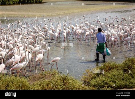 Dubai UAE 18 09 22 Greater Flamingos Phoenicopterus Roseus At Ras