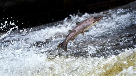 Warming Waters Challenge Atlantic Salmon, Both Wild and Farmed - Yale E360