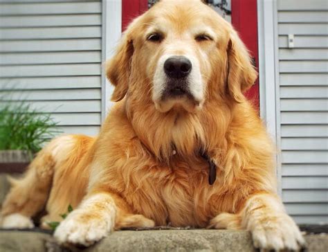 Guía completa para encontrar cachorros de golden retriever en adopción