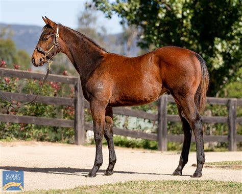 2023 Gold Coast National Weanling Sale Lot 75 Too Darn Hot GB