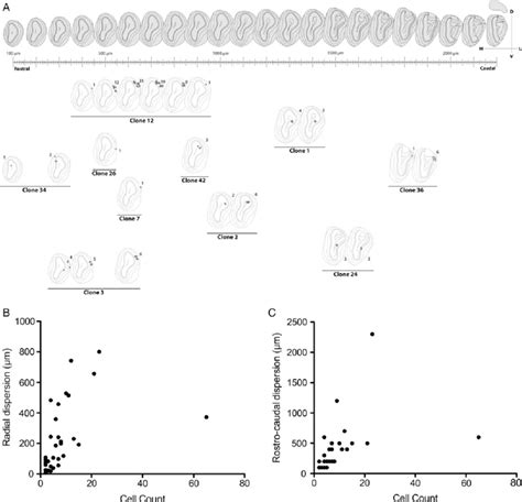 Quantitative Analysis Of Clonal Distribution A Diagram Depicting The