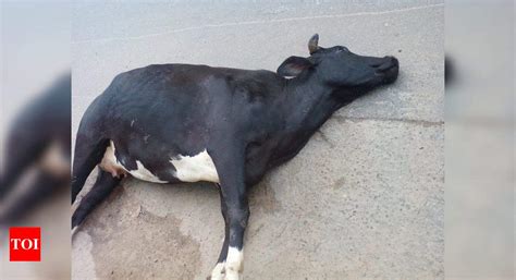 Dead Cow Lying On Road Times Of India