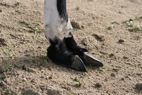 Llama Foot Flickr Photo Sharing