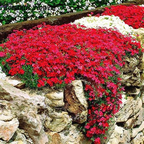 100 Pcs Pink Rock Cress Aubrieta Cascade Seed Best Ground Cover Diy