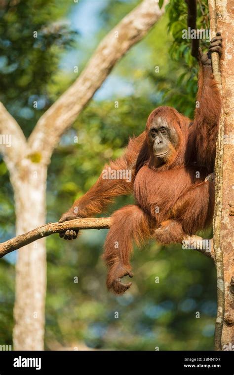 Female Bornean Orangutan Pongo Pygmaeus Sitting In A Tree Tanjung