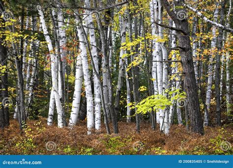 Maple And Silver Birch Trees In Forest In Michigan Upper Peninsula