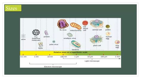 Viral Genomespptx