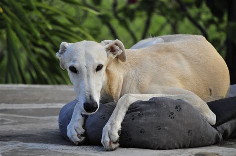 Cute Galgo Español dog photo and wallpaper. Beautiful Cute Galgo ...