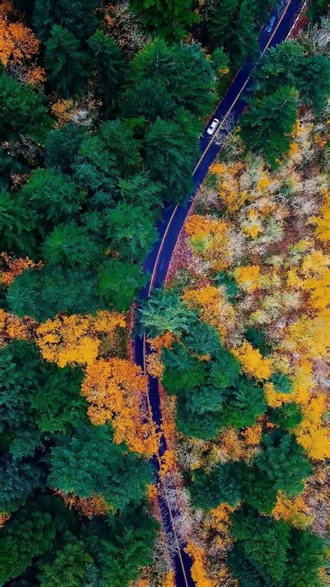 Aerial Drone View of Forest Trees Free Stock Video Footage, Royalty ...