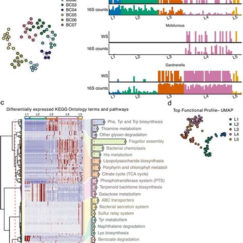 Identification Of Bacterial Communities And Functional Profiles In The Download Scientific