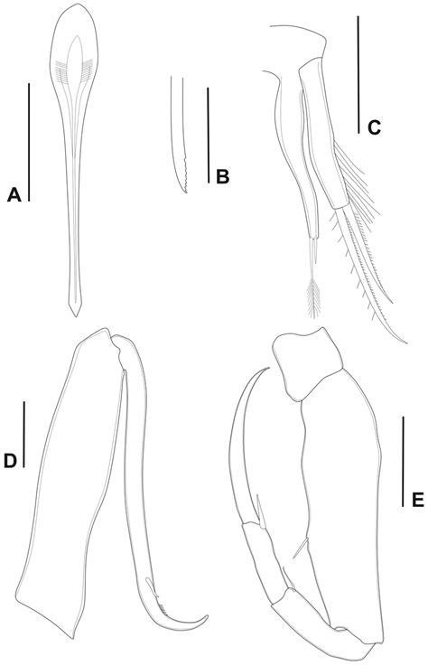 Cryptopontius Phyllogorgius Sp Nov Female Holotype Ufba 3331 A