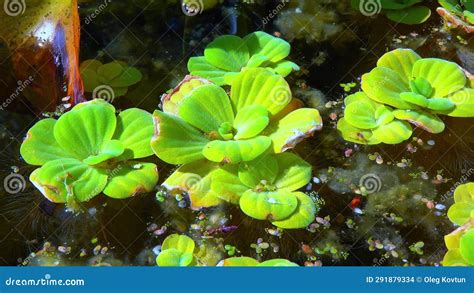 Pistia Stratiotes Swims Among Aquatic Plants Rootless Duckweed Wolffia