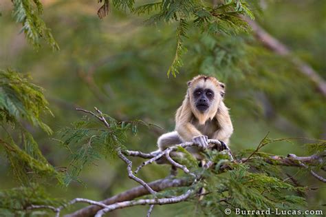 Baby Howler Monkey - Burrard-Lucas Photography