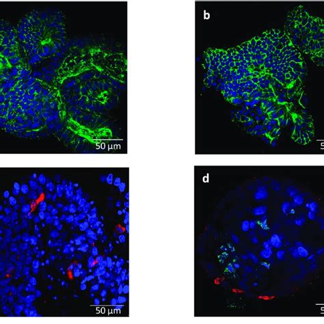 Representative Immunofluorescent Staining Images Of Bovine Enteroids