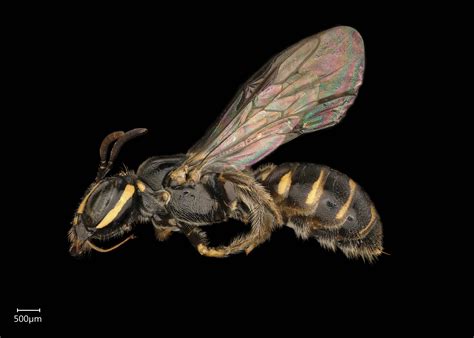 Ceratina 40 Ceratinidia 41 Exotic Bee Id