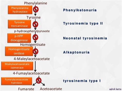 Metabolism of Phenylalanine and Tyrosine