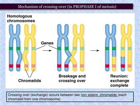 Ppt Linkage Genes And Genetic Recombination Powerpoint Presentation