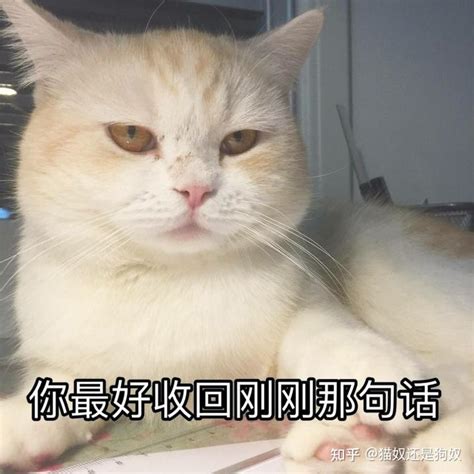 猫咪有这7种表现，说明它“讨厌”你了，希望你家猫一种也没有 知乎