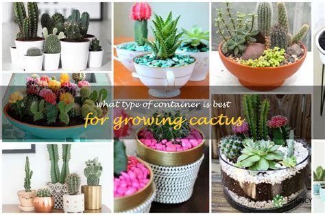 The Perfect Pot How To Choose The Best Container For Growing Cactus Shuncy