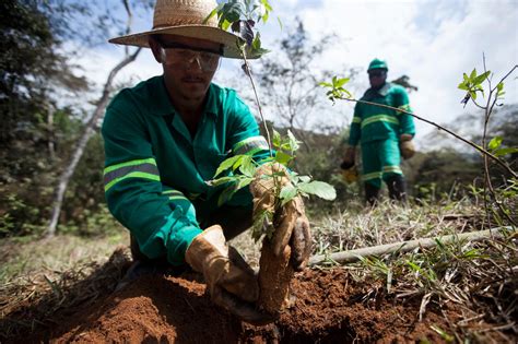 Reflorestamento Agricultores Cultivam Mudas Nativas Na Bacia Do Rio