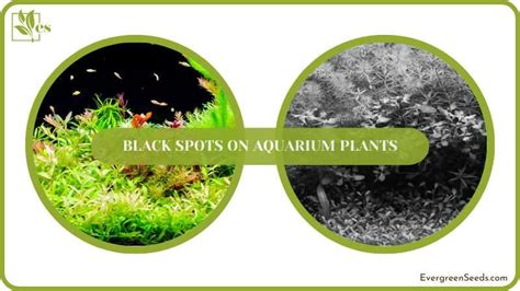 Black Spots On Aquarium Plants Prime Causes And Prevention