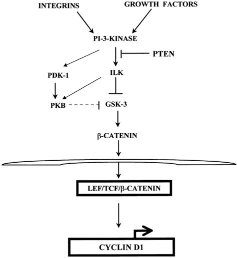 Schematic Representation Of The Regulation Of Cyclin D From Integrins