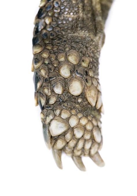 Hermanns Tortoise Leg And Foot Photograph By Jon Stokes