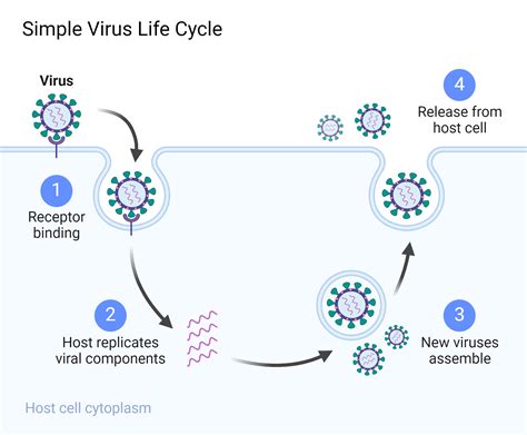 Simple Virus Life Cycle | BioRender Science Templates