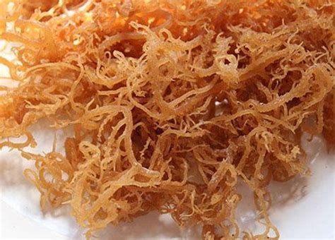 wild crafted sea moss etsy