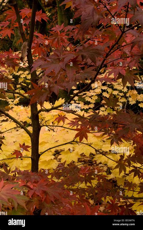 autumn leaf canopy stock photo alamy