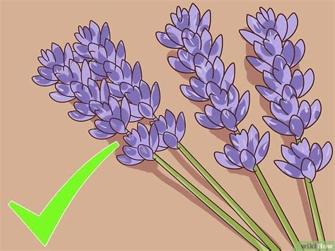 Как обрезать и собирать лаванду: 11 шагов | Planta de lavanda, Cultivo ...