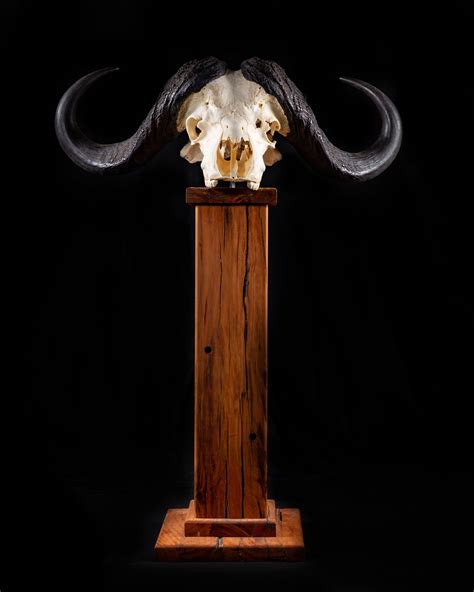 Buffalo Skull Pedestal Taxidermy Splitting Image Taxidermy