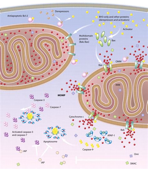 Connected To Death The Unexpurgated Mitochondrial Pathway Of