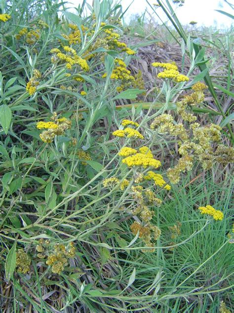 Flora Of Mozambique Species Information Individual Images