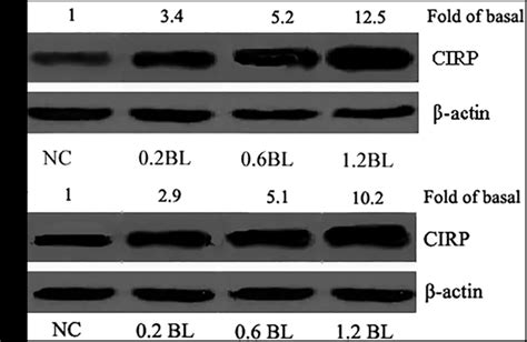 Associations Of Coldinducible Rnabinding Protein With Bacterial Load