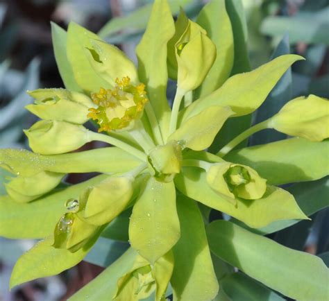 Spotlight Euphorbia Exhibit The Ruth Bancroft Garden Nursery