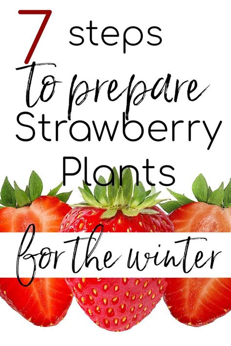 How To Winterize Strawberry Plants Strawberry Plants Strawberry