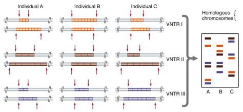 DNA Fingerprinting: Steps and Applications – Microbe Online