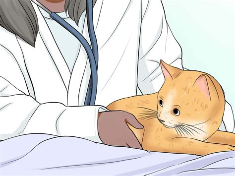 How To Know If A Cat Is Stressed Steps With Pictures