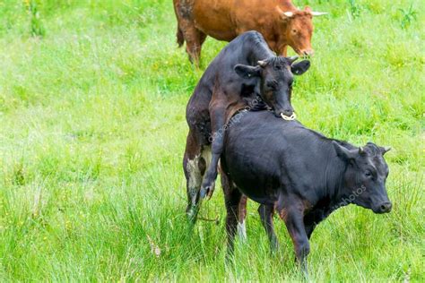 Black cow copulating in a green pasture — Stock Photo © tarczas #51773475