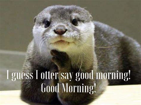 Happy Otter Meme