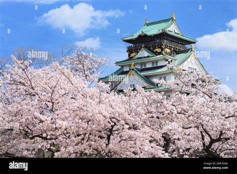 Osaka Castle and cherry blossoms Stock Photo - Alamy