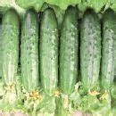 Огурец партенокарпический