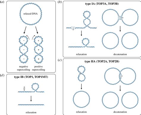 DNA Supercoiling And Topoisomerase Mechanisms A DNA Supercoiling A