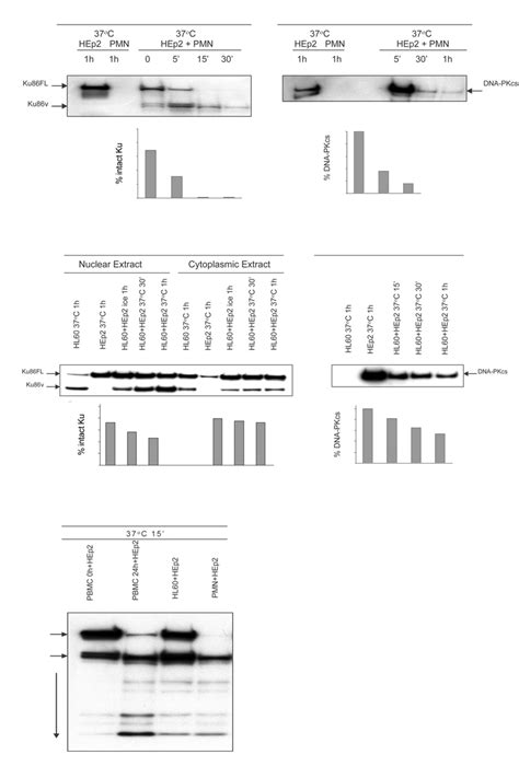 A Protease In Pmn And Hl 60 Protein Extracts Degrades Ku86 And Download Scientific Diagram