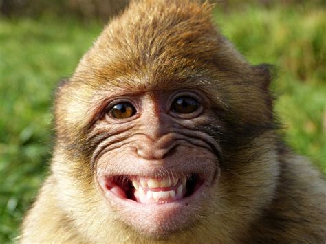 Macacos Me Mordam